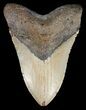 Large, Megalodon Tooth - North Carolina #48905-1